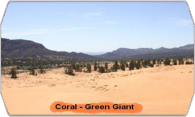 Coral-Green Giant logo